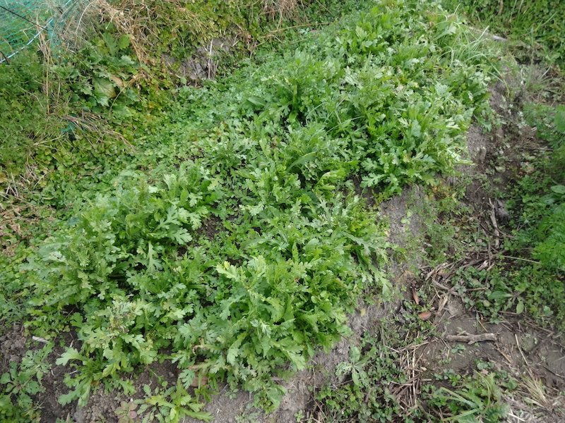 自給畑 自然菜 無添加栽培