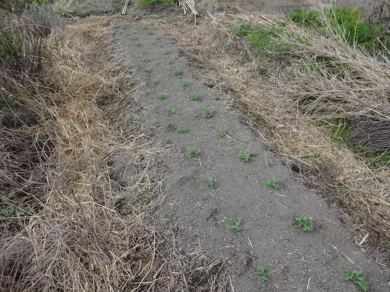 自給畑 自然菜 無添加栽培