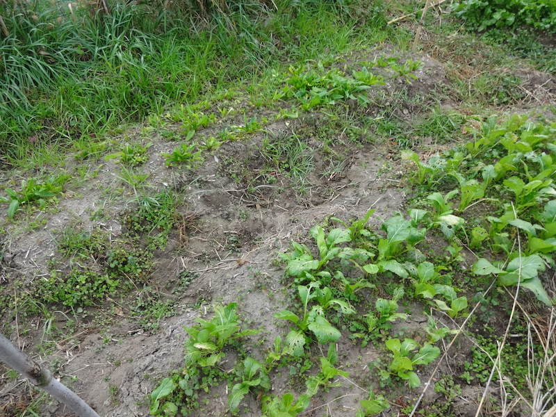 自給畑 自然菜 無添加栽培