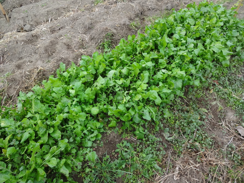 自給畑 自然菜 無添加栽培