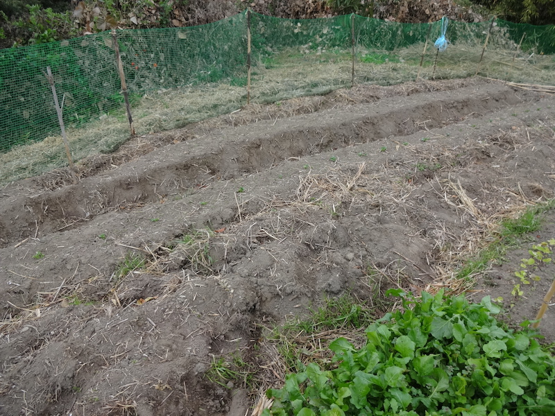 自給畑 自然菜 無添加栽培