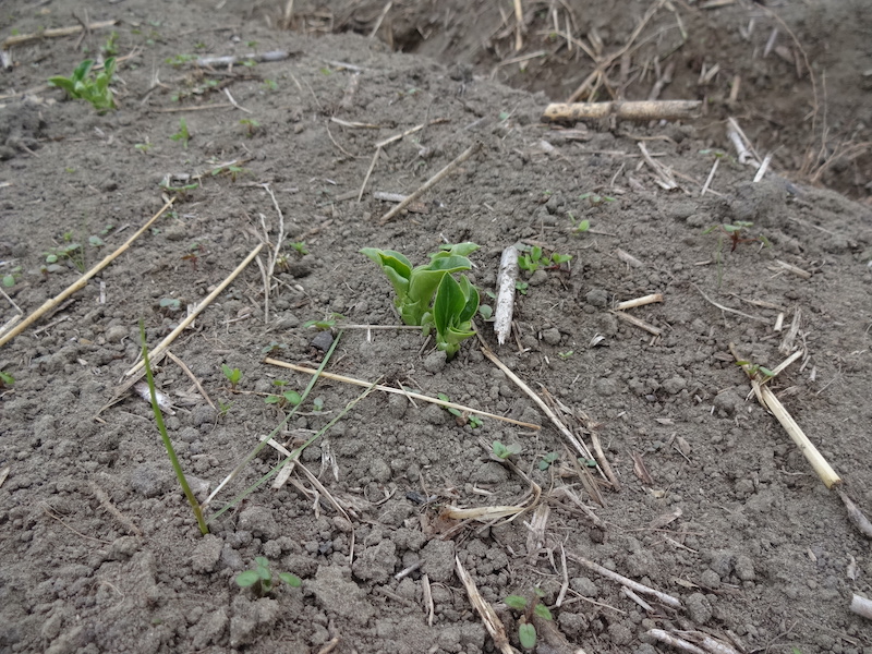 自給畑 自然菜 無添加栽培