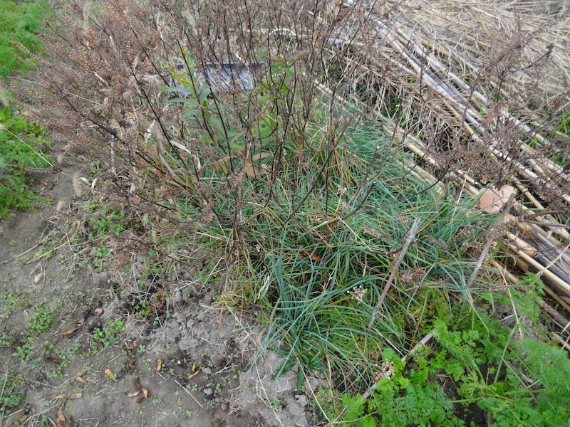 自給畑 自然菜 無添加栽培