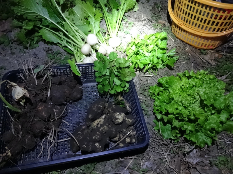 自給畑 自然菜 無添加栽培