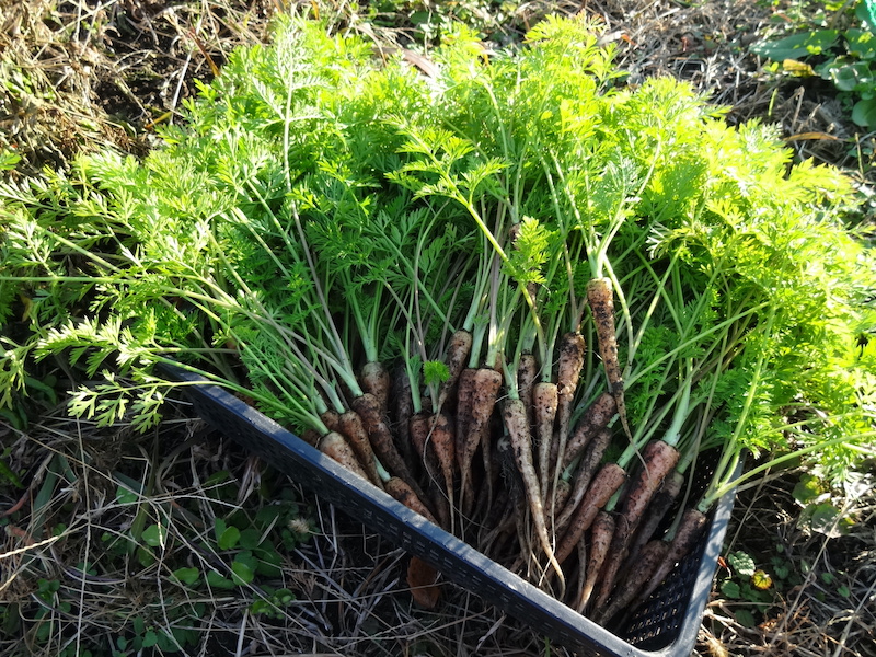 自給畑 自然菜 無添加栽培