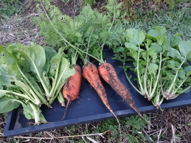 自給畑 自然菜 無添加栽培