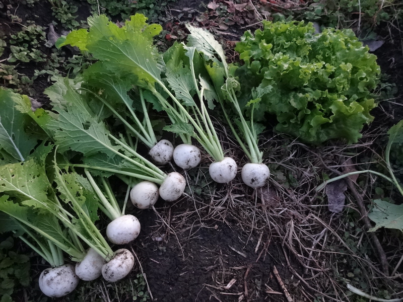自給畑 自然菜 無添加栽培