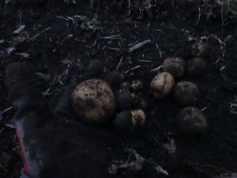 自給畑 自然菜 無添加栽培