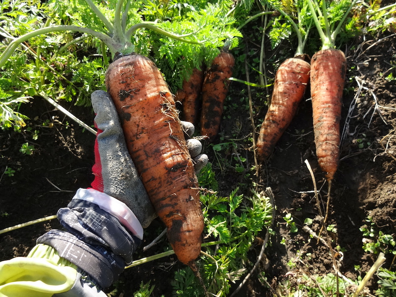 自給畑 自然菜 無添加栽培