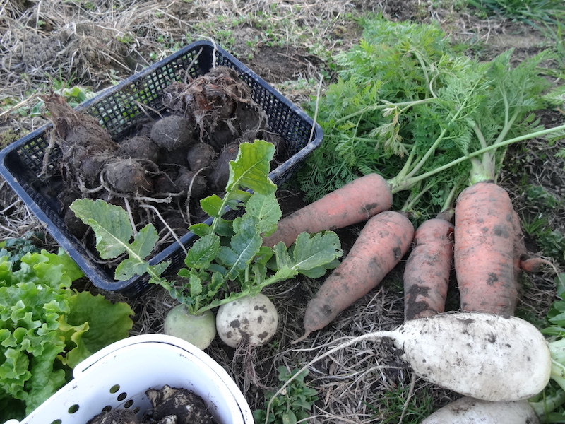 自給畑 自然菜 無添加栽培