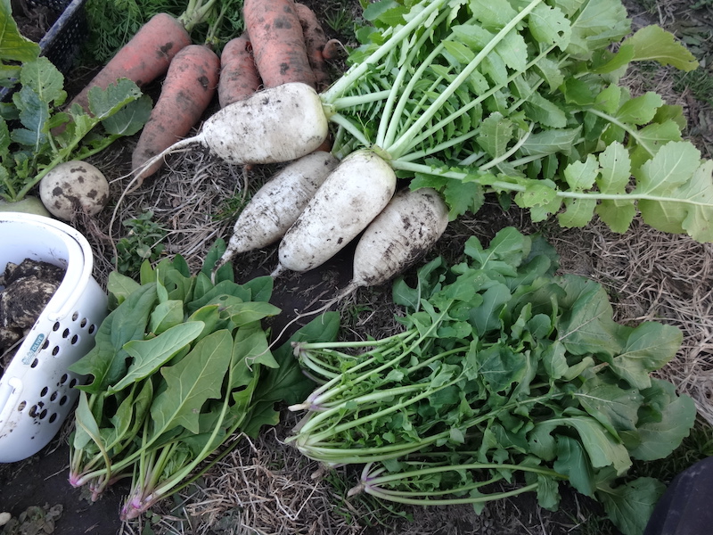 自給畑 自然菜 無添加栽培