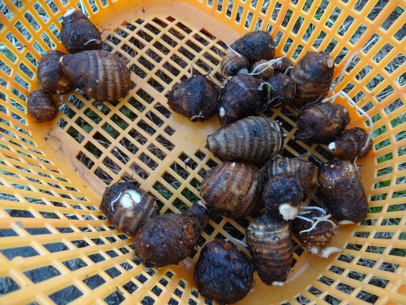 自給畑 自然菜 無添加栽培