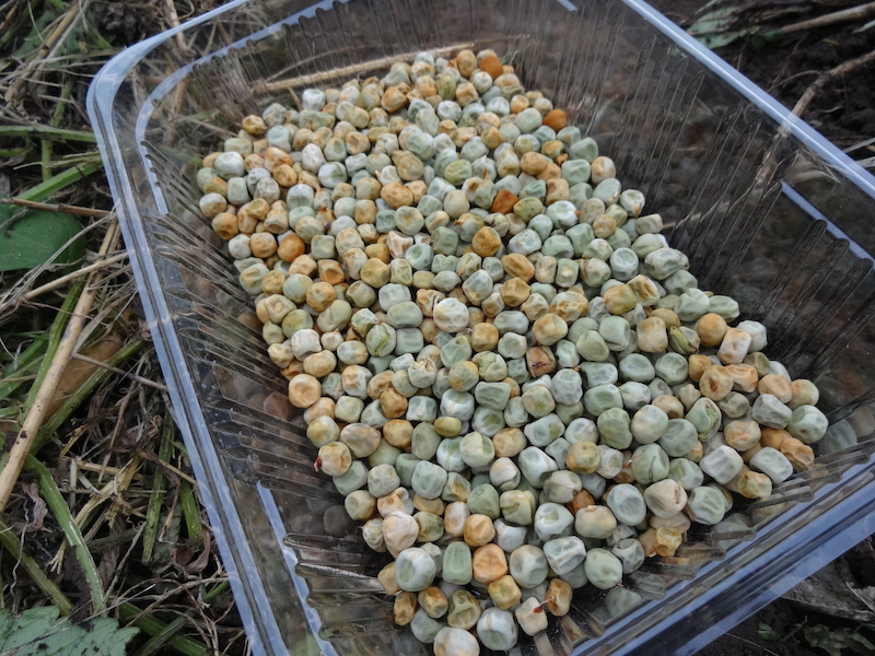 スナップ 自然菜 無添加栽培