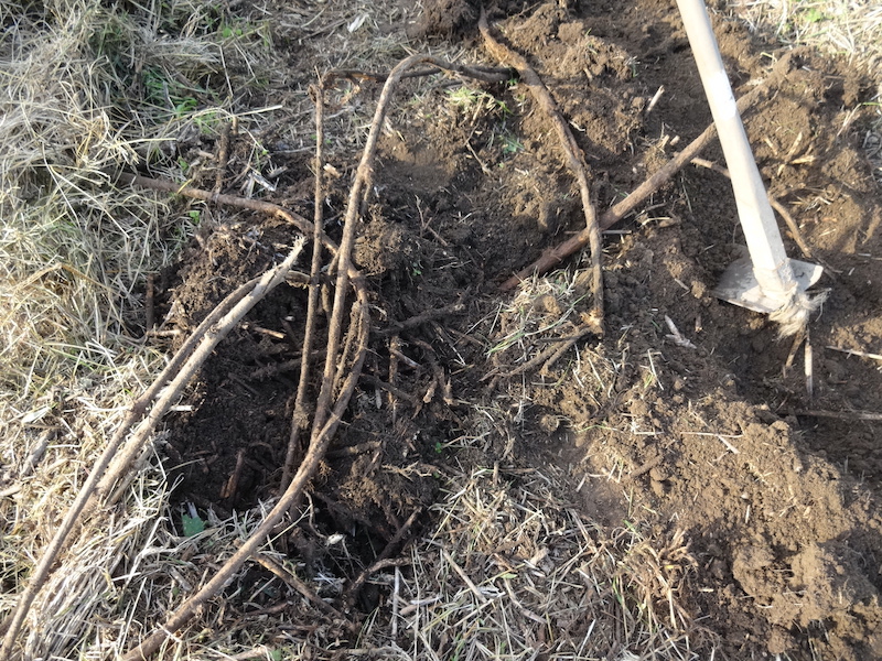 ソラマメ 自然菜 無添加栽培