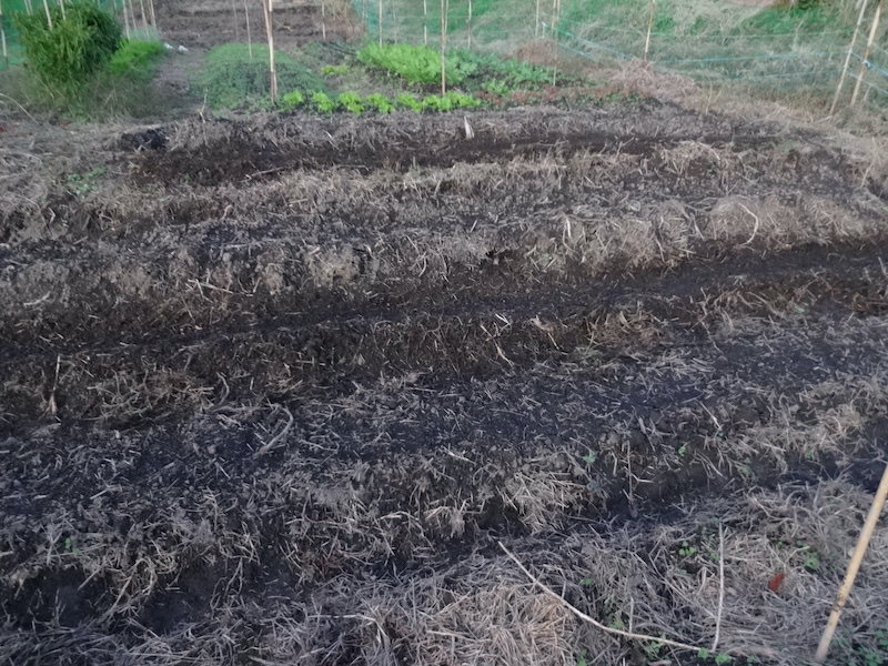 ソラマメ 自然菜 無添加栽培