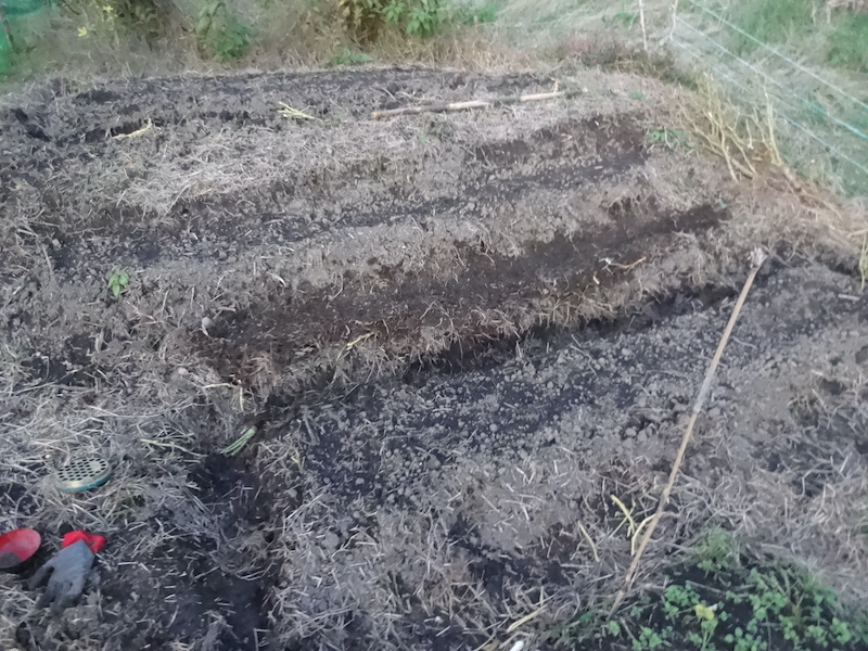 ソラマメ 自然菜 無添加栽培