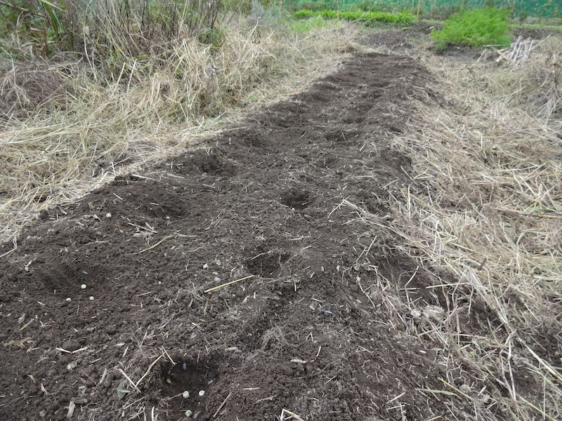 スナップ 自然菜 無添加栽培