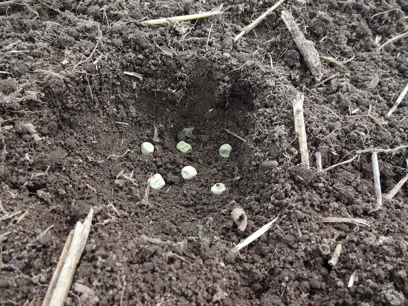 スナップ 自然菜 無添加栽培