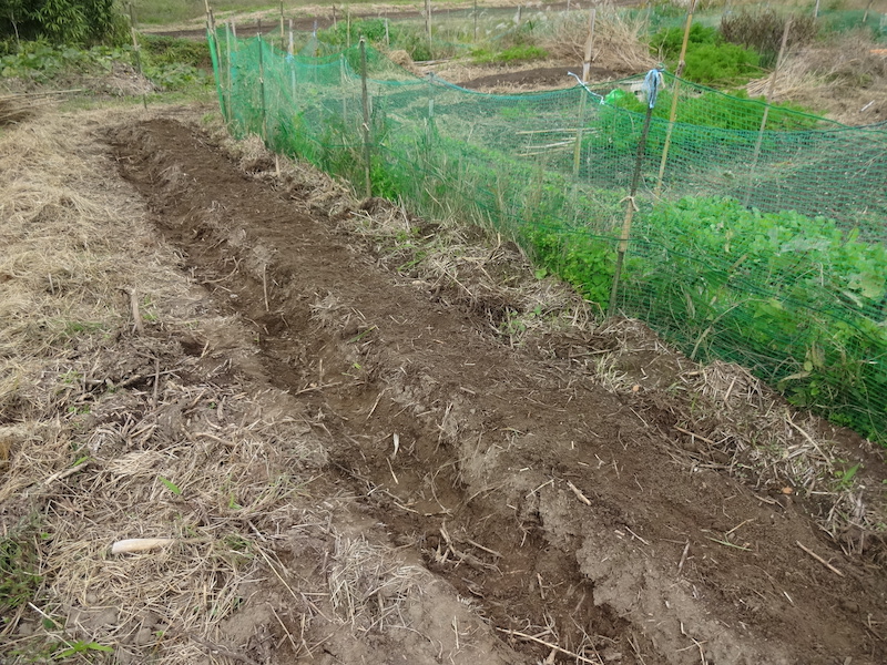 ソラマメ 自然菜 無添加栽培