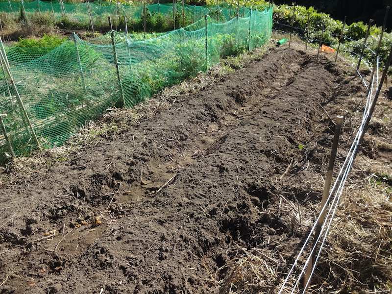 ソラマメ 自然菜 無添加栽培