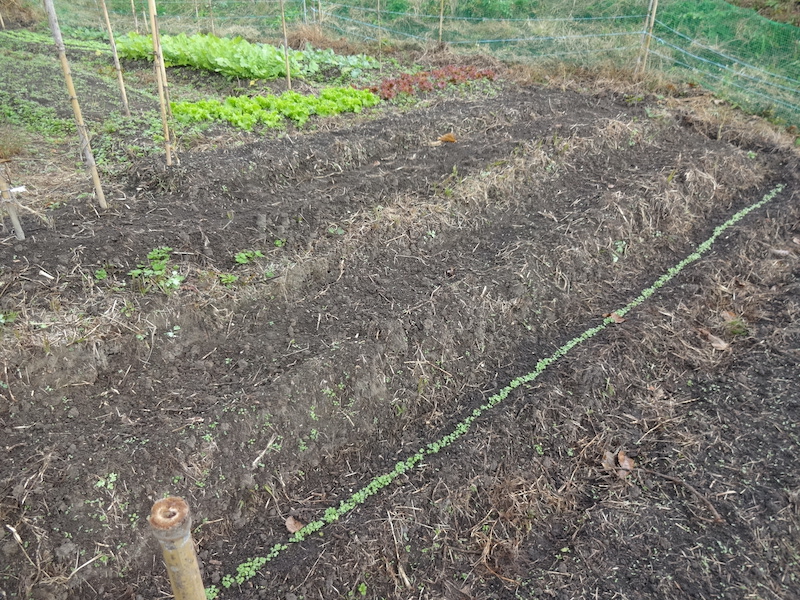 ソラマメ 自然菜 無添加栽培