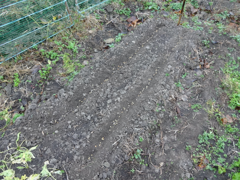 スナップ 自然菜 無添加栽培