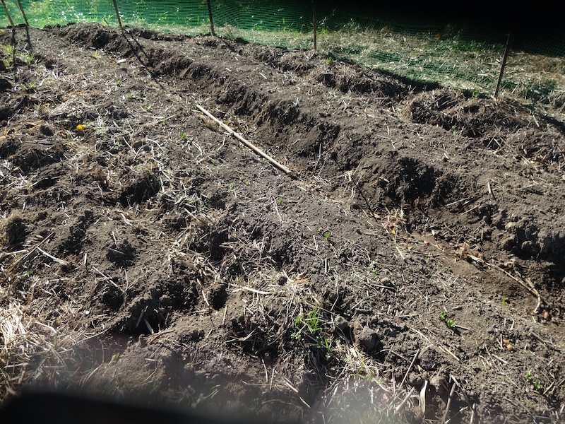 ソラマメ 自然菜 無添加栽培