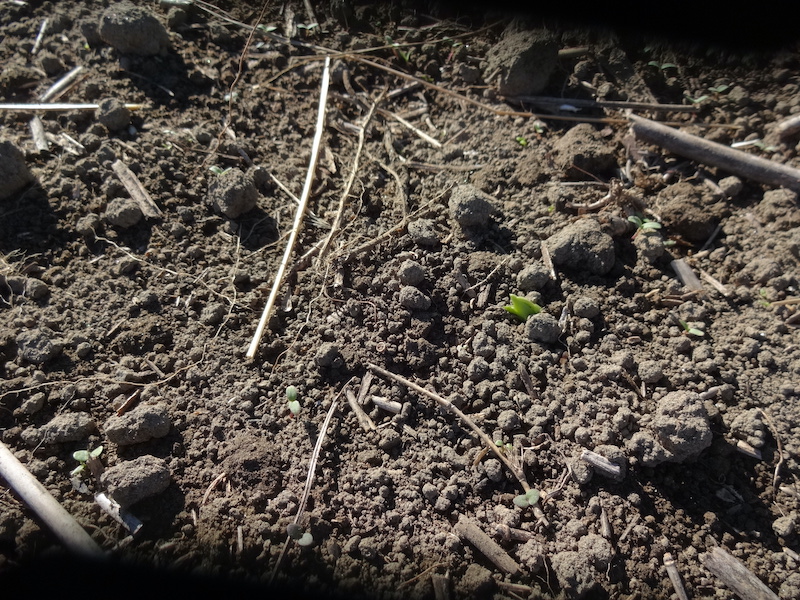 ソラマメ 自然菜 無添加栽培