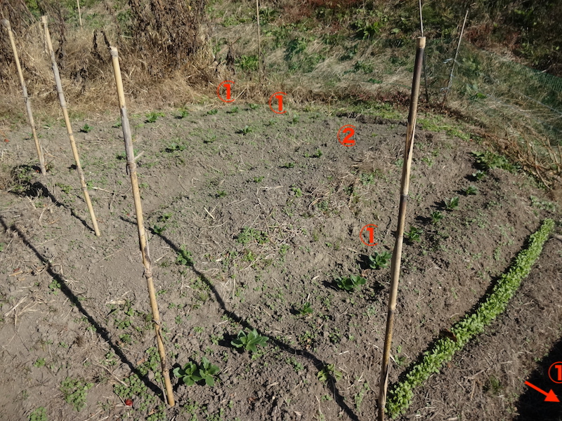 ソラマメ 自然菜 無添加栽培