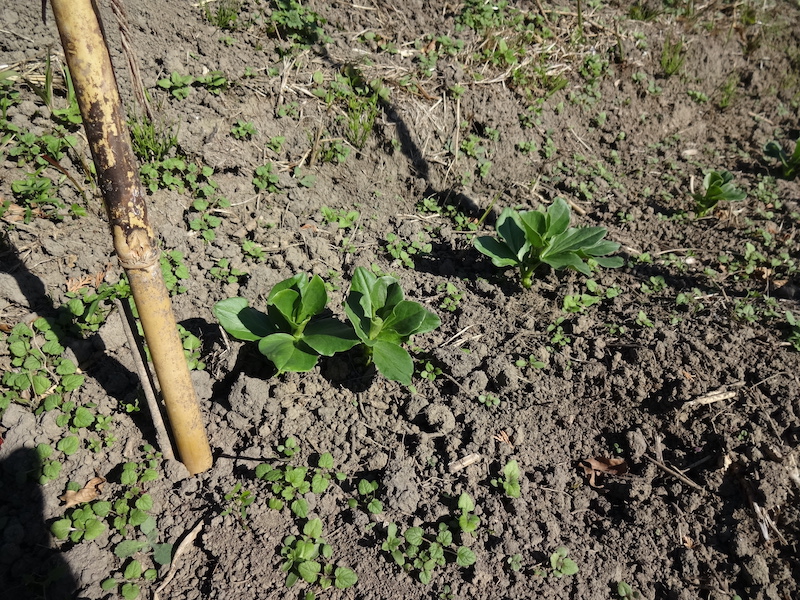 ソラマメ 自然菜 無添加栽培