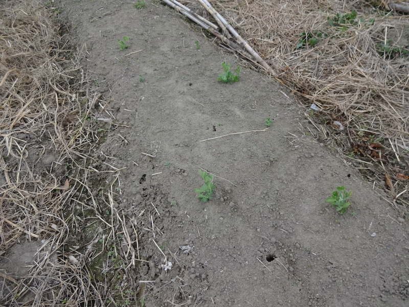 スナップ 自然菜 無添加栽培