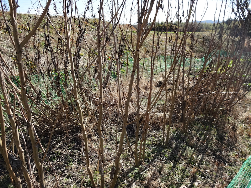自給畑 自然菜 無添加栽培