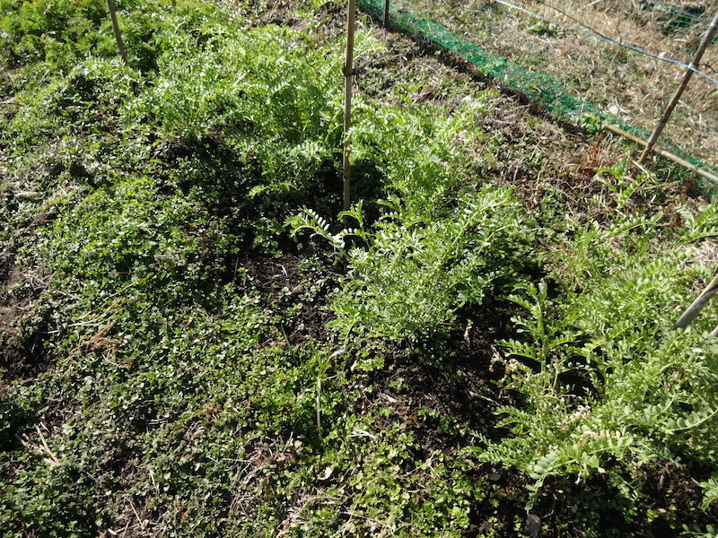 自給畑 自然菜 無添加栽培