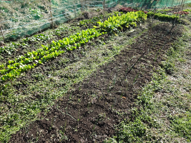 自給畑 自然菜 無添加栽培