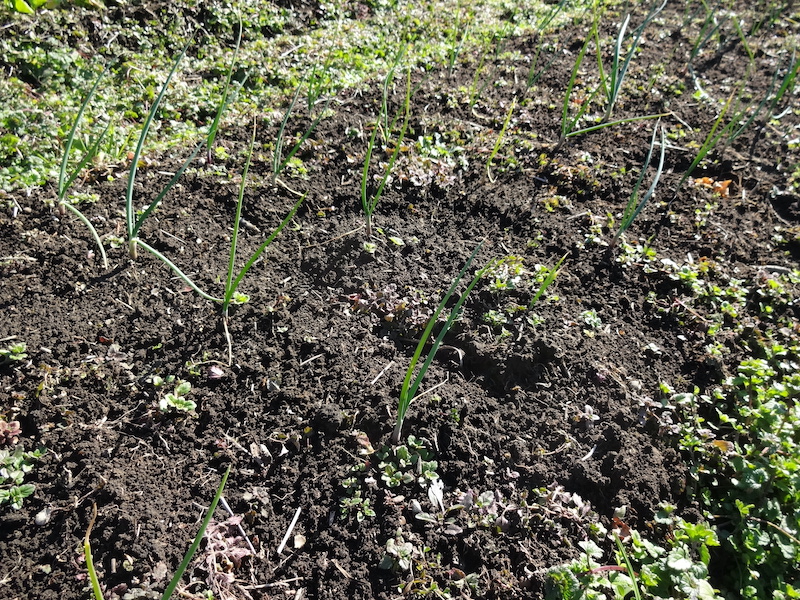 自給畑 自然菜 無添加栽培