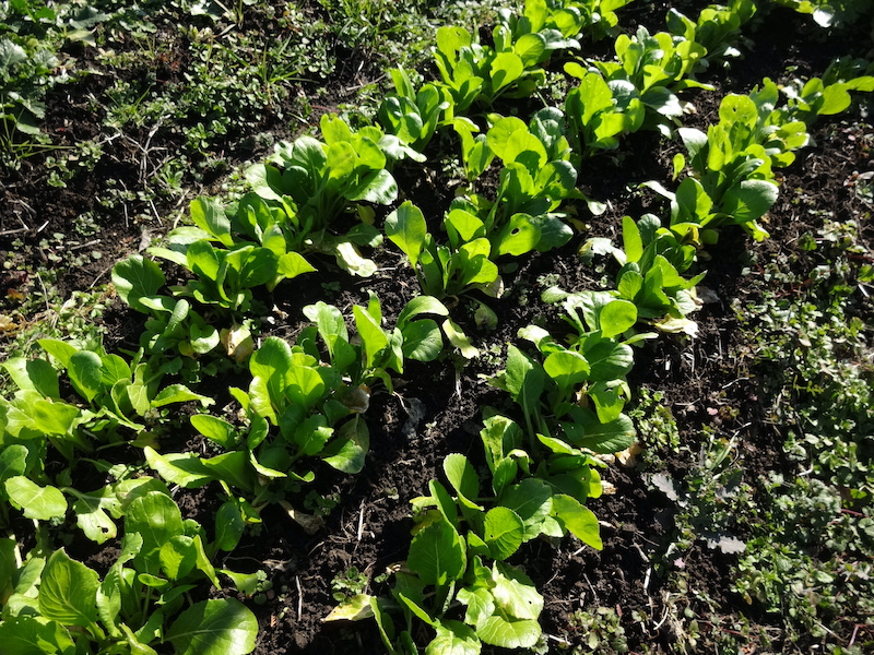 自給畑 自然菜 無添加栽培