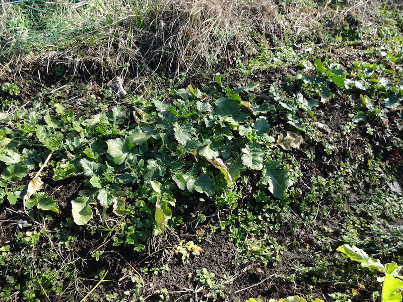 自給畑 自然菜 無添加栽培