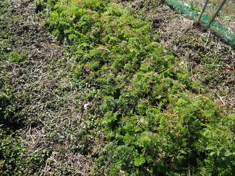 自給畑 自然菜 無添加栽培