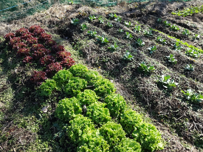 自給畑 自然菜 無添加栽培