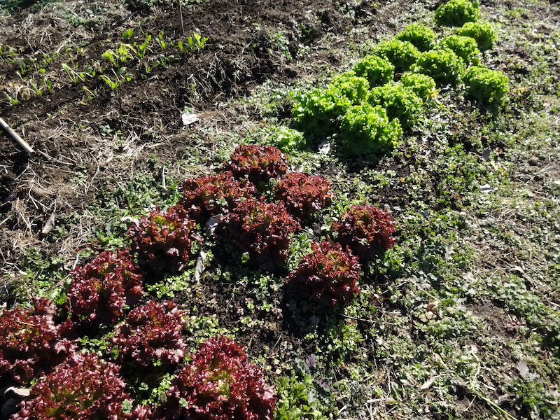 自給畑 自然菜 無添加栽培