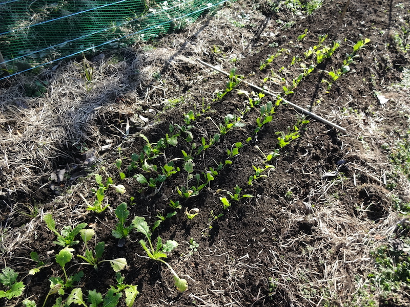自給畑 自然菜 無添加栽培