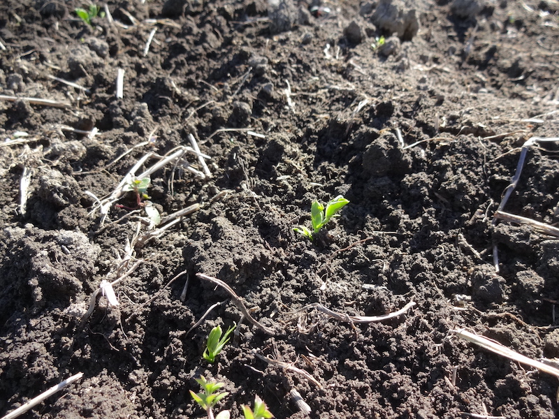 スナップ 自然菜 無添加栽培