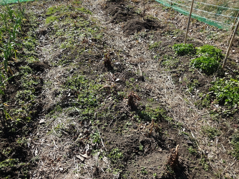 自給畑 自然菜 無添加栽培