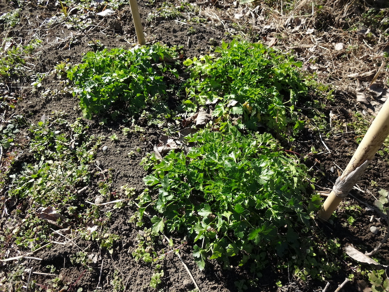 自給畑 自然菜 無添加栽培