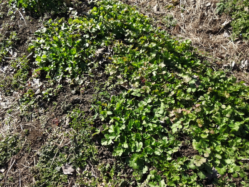 自給畑 自然菜 無添加栽培