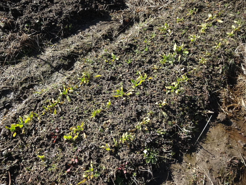 自給畑 自然菜 無添加栽培 画像