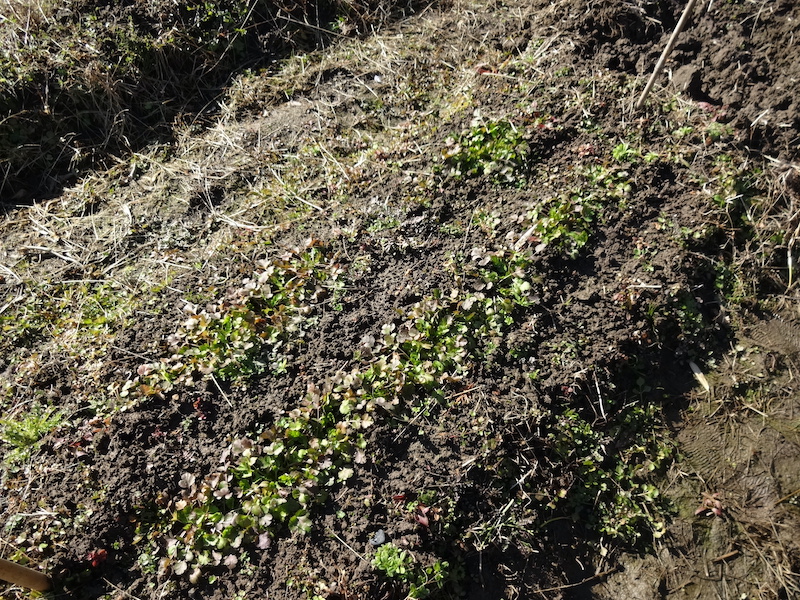 自給畑 自然菜 無添加栽培 画像