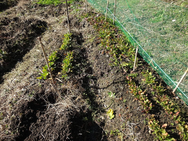 自給畑 自然菜 無添加栽培 画像