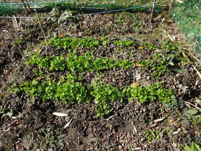 自給畑 自然菜 無添加栽培 画像