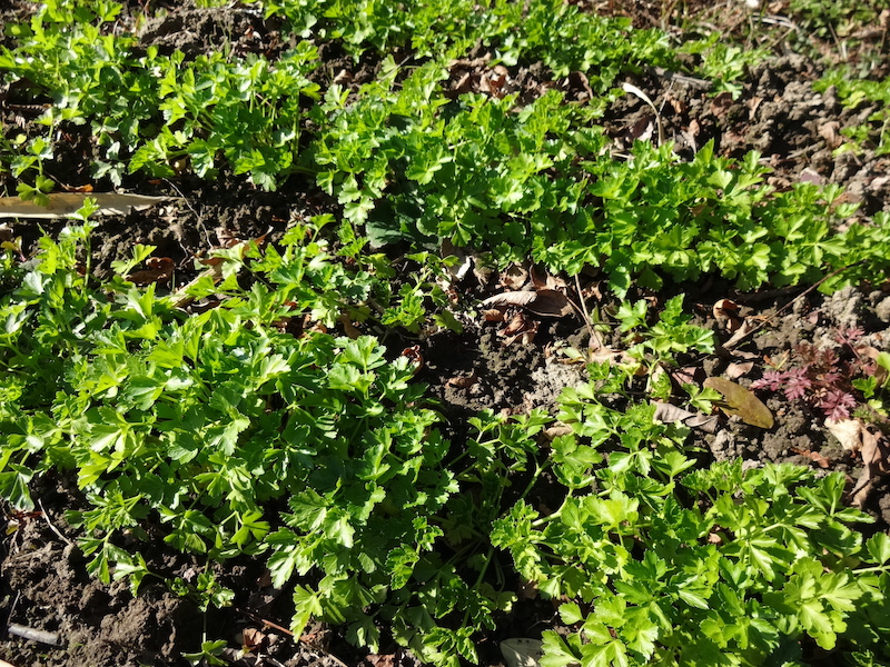 自給畑 自然菜 無添加栽培 画像